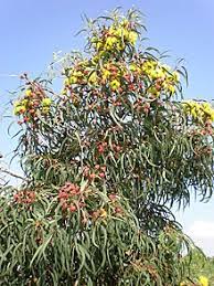 Maybe you would like to learn more about one of these? Eucalyptus Erythrocorys Wikipedia