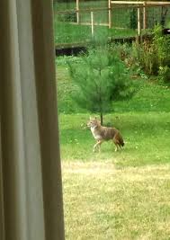 When we sit on the fence we're lying to ourselves because we already know the direction we want to travel; Coyotes Among Us Wily Survivalists Spotted Throughout Madison But Few Conflicts Reported Science Environment Madison Com