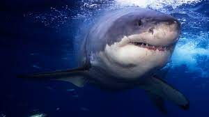Megalodon may have been unable to compete with the nimbler great white shark (image: Great White Sharks May Have Led To Megalodons Extinction Mental Floss