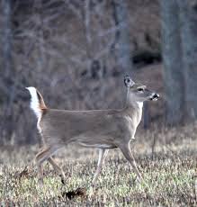 North Carolina deer season forecast 2012