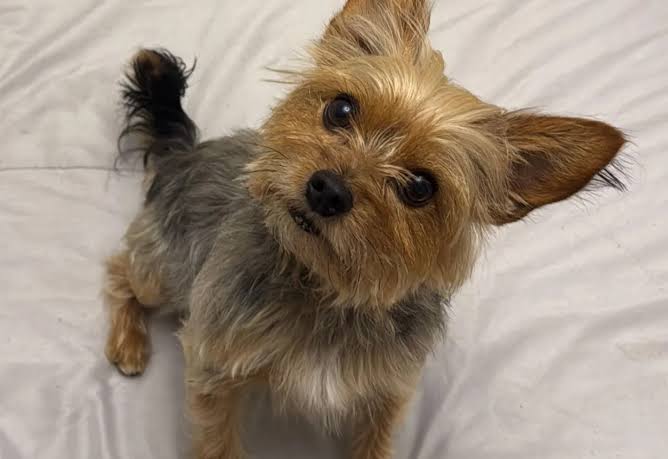 Por qué los perros siguen a sus dueños al baño? La explicación de los  expertos en conducta animal
