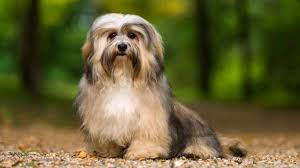 Did you scroll all this way to get facts about havanese puppies? These Are The 30 Small Dog Breeds People Love The Most 24 7 Wall St