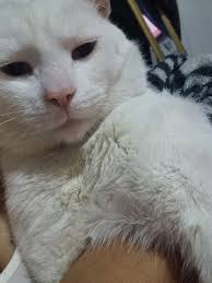 Fundación Rescate Animal Cuenca