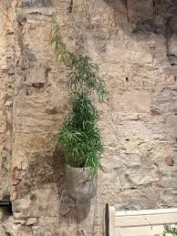 Image result for Asparagus falcatus