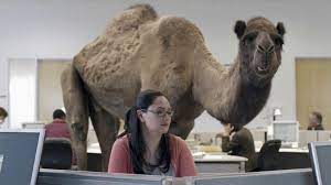 The geico commercial with the camels at the zoo needs a little clarification. Geico Tv Commercial Camel On Hump Day Ispot Tv