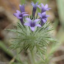 Image result for Pogonarthria squarrosa