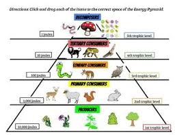 Google Slides Energy Pyramids And Trophic Levels Click And Drag Activity Energy Pyramid Trophic Level Energy