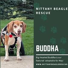 Greenfield puppies has puppies for sale in pa! Nittany Beagle Rescue Home Facebook