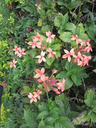 Image result for Ruspolia australis