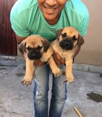 Two black and tan males available. Puppies For Adoption Cape Town The Y Guide