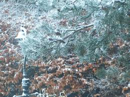 Feed with liquid bonsai feed or baby bio throughout the growing season. Guide To Overwintering Outdoor Bonsai