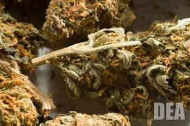 Image result for Marijuana