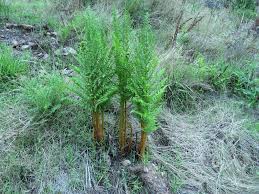 Image result for Dryopteris athamantica