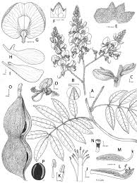 Image result for Ophrestia radicosa