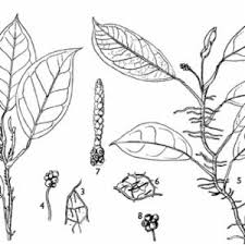 Image result for Culcasia orientalis