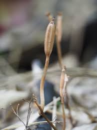 Image result for Didymoplexis