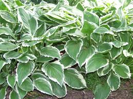 ' uzu no mai' means. 2 5qt Hosta Walmart Com Walmart Com