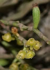 Image result for Rhipidoglossum globulosocalcaratum