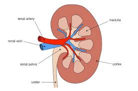 Renal system, in humans, organ system that includes the kidneys, where urine is produced, and the ureters, bladder, and urethra for the passage, storage, and voiding of urine. Kidneys Bioninja