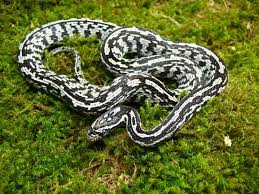 Black And White Corn Snake Morph Pin By Jolie May On Creatures Pet Snake Corn Snake Snake
