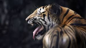 Decorate your very own home and make your friends envious! The Problem With India S Man Eating Tigers Bbc Future