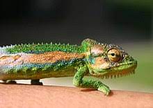 In english grammar, verbs are one of the nine parts of speech. Cape Dwarf Chameleon Wikipedia