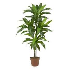 Bird Of Paradise Plant For Sale Home Depot Pin On Adjustable Bra