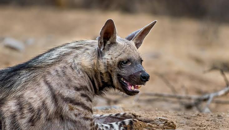 Where are India's striped hyenas? - The Hindu