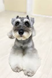 There are 4 boys and 3 girls. Cute Mini Schnauzer Mini Schnauzer Miniature Schnauzer Puppies Schnauzer