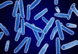 Faecalibacterium Prausnitzii Lacto Bacto