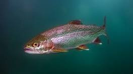 Rainbow Trout | A Comprehensive Species Guide - Wired2Fish
