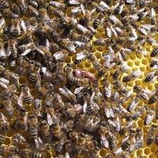 Как призвать и победить королеву пчел по новой тактике в террарии в 2021 году. Masha Olejnik Pchelinaya Matka Koroleva Pchyol Vyzhivanie