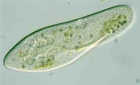 Afbeeldingsresultaat voor protist