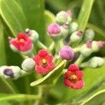 Image result for Canellaceae