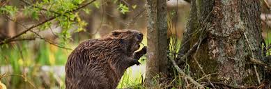 Beavers typically choose to build a dam in smaller steams that have slow moving water less than 2 feet deep. Beaver Control How To Get Rid Of Beavers Diy Beaver Treatment Guide Solutions Pest Lawn