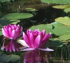 Once water is stored inside of the cactus water conservation does not stop. How Do Mesophytes Xerophytes And Hydrophytes Differ Quora