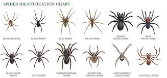 Black And Brown Wolf Spider Spider Id Spider Identification Chart Spider Identification Spider Pictures