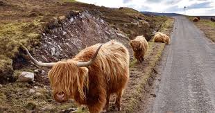 The Highland Cow More Than Just A Hairy Face Rabbie S Travelfeels No hindu community, however low, will touch cow's flesh.