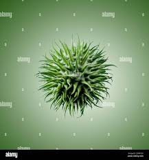 Image result for Cucumis hirsutus