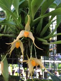 Image result for Bulbophyllum prorepens