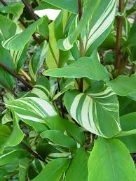 Image result for Zingiber