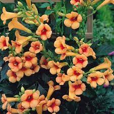 Honeysuckle vines flower abundantly during the transition from spring to summer with many offering an intoxicating scent. Indian Summer Trumpet Vine Plant Campsis 2 5 Pot Hirt S Gardens