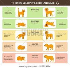 cat dog body language vector photo free trial bigstock