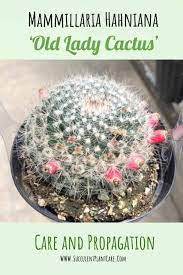 No other plant besides cacti have areoles. Mammillaria Hahniana Old Lady Cactus Care And Propagation Succulent Plant Care