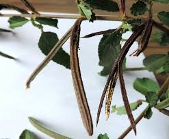 Image result for Corchorus kirkii