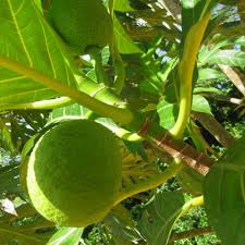Image result for Artocarpus