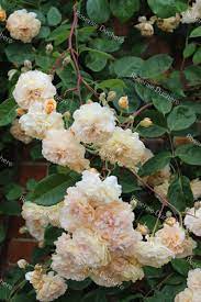 Grow buff beauty as a short climber or shrub. Roses Ducher Shrub Rose Buff Beauty