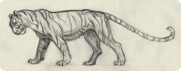 Draw Tigers Tiger Drawing Animal Drawings Art Sketches