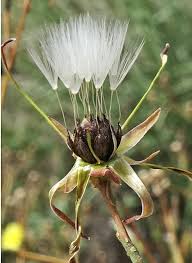 Image result for Lactuca glandulifera