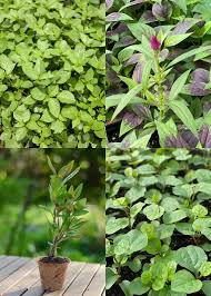 Image result for Alloteropsis paniculata